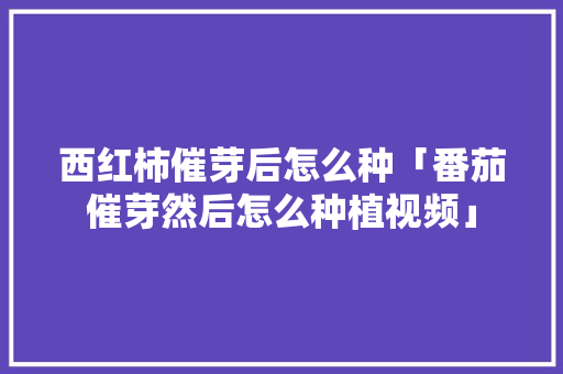 西红柿催芽后怎么种「番茄催芽然后怎么种植视频」 西红柿催芽后怎么种「番茄催芽然后怎么种植视频」 种植技巧