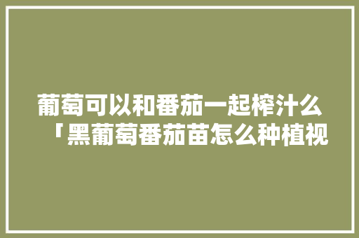葡萄可以和番茄一起榨汁么「黑葡萄番茄苗怎么种植视频」 葡萄可以和番茄一起榨汁么「黑葡萄番茄苗怎么种植视频」 土壤施肥