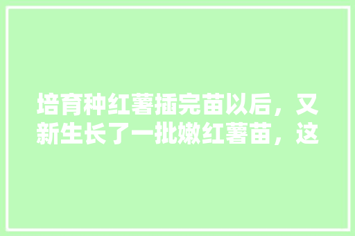 培育种红薯插完苗以后，又新生长了一批嫩红薯苗，这些嫩红薯苗还有哪些用途「蔬菜种植小技巧红薯图片大全」 培育种红薯插完苗以后，又新生长了一批嫩红薯苗，这些嫩红薯苗还有哪些用途「蔬菜种植小技巧红薯图片大全」 花朵知识