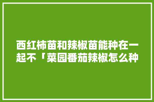 西红柿苗和辣椒苗能种在一起不「菜园番茄辣椒怎么种植的视频」 西红柿苗和辣椒苗能种在一起不「菜园番茄辣椒怎么种植的视频」 番茄病虫害防治