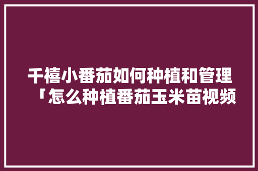 千禧小番茄如何种植和管理「怎么种植番茄玉米苗视频」 千禧小番茄如何种植和管理「怎么种植番茄玉米苗视频」 土壤施肥