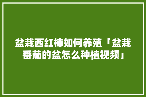 盆栽西红柿如何养殖「盆栽番茄的盆怎么种植视频」 盆栽西红柿如何养殖「盆栽番茄的盆怎么种植视频」 花朵知识