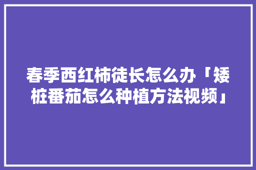 春季西红柿徒长怎么办「矮桩番茄怎么种植方法视频」