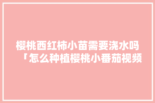 樱桃西红柿小苗需要浇水吗「怎么种植樱桃小番茄视频」 樱桃西红柿小苗需要浇水吗「怎么种植樱桃小番茄视频」 植物种类