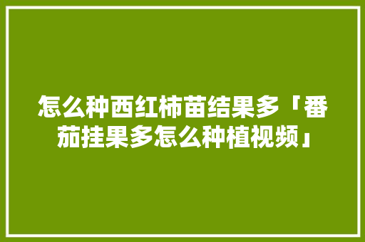 怎么种西红柿苗结果多「番茄挂果多怎么种植视频」 怎么种西红柿苗结果多「番茄挂果多怎么种植视频」 土壤施肥