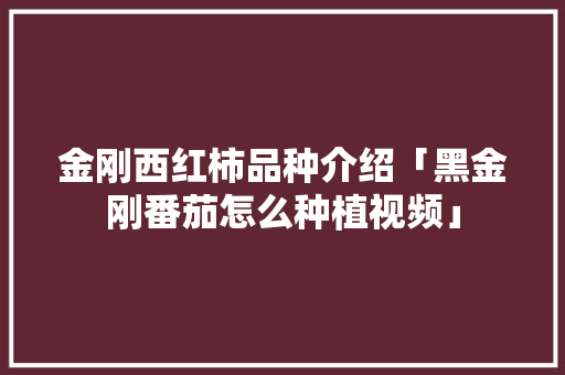 金刚西红柿品种介绍「黑金刚番茄怎么种植视频」 金刚西红柿品种介绍「黑金刚番茄怎么种植视频」 番茄种植技巧