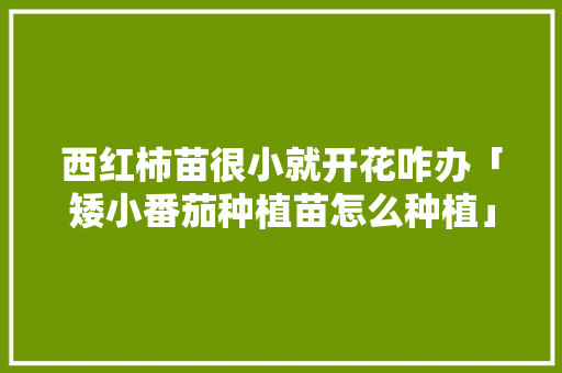 西红柿苗很小就开花咋办「矮小番茄种植苗怎么种植」 西红柿苗很小就开花咋办「矮小番茄种植苗怎么种植」 植物种类