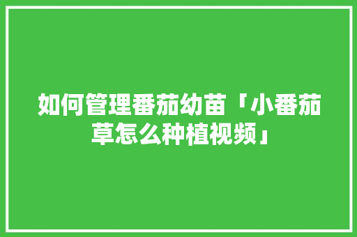 如何管理番茄幼苗「小番茄草怎么种植视频」 番茄种植技巧 如何管理番茄幼苗「小番茄草怎么种植视频」 如何管理番茄幼苗「小番茄草怎么种植视频」 番茄种植技巧