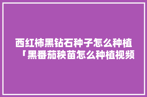 西红柿黑钻石种子怎么种植「黑番茄秧苗怎么种植视频」 西红柿黑钻石种子怎么种植「黑番茄秧苗怎么种植视频」 农业常识