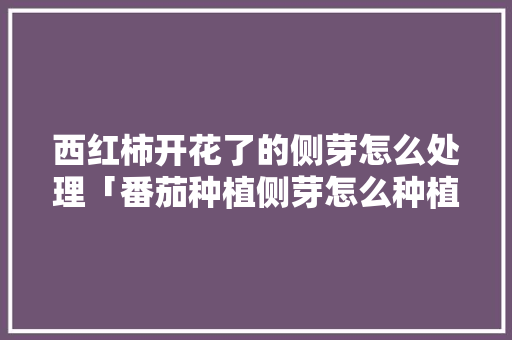 西红柿开花了的侧芽怎么处理「番茄种植侧芽怎么种植的视频」 西红柿开花了的侧芽怎么处理「番茄种植侧芽怎么种植的视频」 农业常识