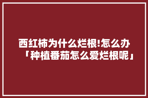 西红柿为什么烂根!怎么办「种植番茄怎么爱烂根呢」 西红柿为什么烂根!怎么办「种植番茄怎么爱烂根呢」 农业常识