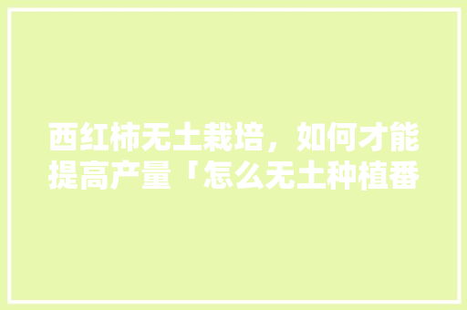 西红柿无土栽培，如何才能提高产量「怎么无土种植番茄呢」 西红柿无土栽培，如何才能提高产量「怎么无土种植番茄呢」 番茄种植技巧