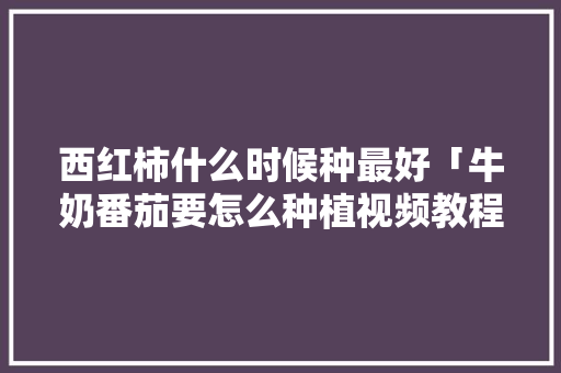 西红柿什么时候种最好「牛奶番茄要怎么种植视频教程」 西红柿什么时候种最好「牛奶番茄要怎么种植视频教程」 花朵知识