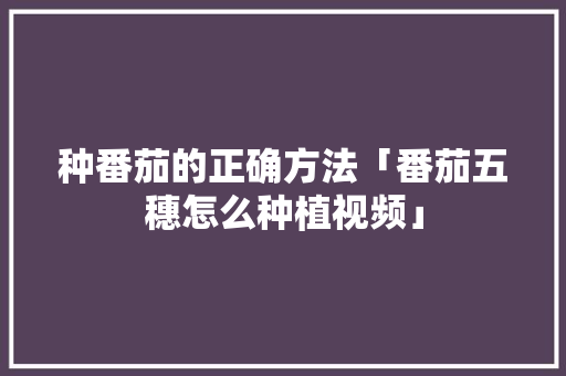 种番茄的正确方法「番茄五穗怎么种植视频」 种番茄的正确方法「番茄五穗怎么种植视频」 花朵知识