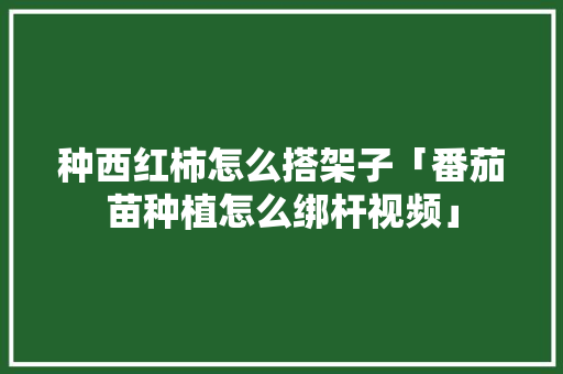 种西红柿怎么搭架子「番茄苗种植怎么绑杆视频」 种西红柿怎么搭架子「番茄苗种植怎么绑杆视频」 番茄种植技巧