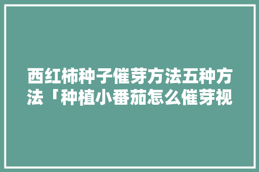 西红柿种子催芽方法五种方法「种植小番茄怎么催芽视频」 西红柿种子催芽方法五种方法「种植小番茄怎么催芽视频」 种植技巧