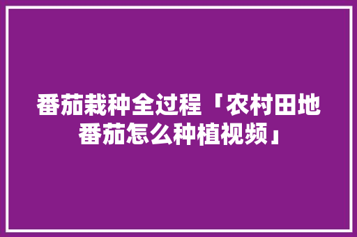 番茄栽种全过程「农村田地番茄怎么种植视频」 番茄栽种全过程「农村田地番茄怎么种植视频」 花朵知识