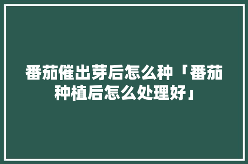 番茄催出芽后怎么种「番茄种植后怎么处理好」 番茄催出芽后怎么种「番茄种植后怎么处理好」 农业常识