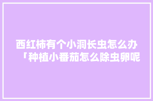 西红柿有个小洞长虫怎么办「种植小番茄怎么除虫卵呢」