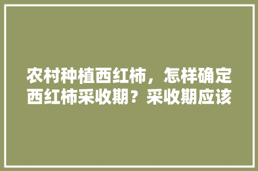 农村种植西红柿，怎样确定西红柿采收期？采收期应该掌握哪些技术「番茄怎么种植坐果的时间和方法」 农村种植西红柿，怎样确定西红柿采收期？采收期应该掌握哪些技术「番茄怎么种植坐果的时间和方法」 土壤施肥