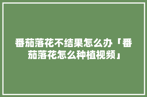 番茄落花不结果怎么办「番茄落花怎么种植视频」 番茄落花不结果怎么办「番茄落花怎么种植视频」 植物种类