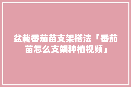 盆栽番茄苗支架搭法「番茄苗怎么支架种植视频」 盆栽番茄苗支架搭法「番茄苗怎么支架种植视频」 番茄病虫害防治