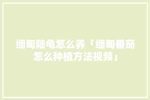 缅甸陆龟怎么养「缅甸番茄怎么种植方法视频」