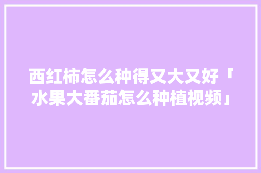 西红柿怎么种得又大又好「水果大番茄怎么种植视频」 花朵知识 西红柿怎么种得又大又好「水果大番茄怎么种植视频」 西红柿怎么种得又大又好「水果大番茄怎么种植视频」 花朵知识
