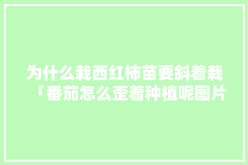 为什么栽西红柿苗要斜着栽「番茄怎么歪着种植呢图片」 为什么栽西红柿苗要斜着栽「番茄怎么歪着种植呢图片」 番茄病虫害防治