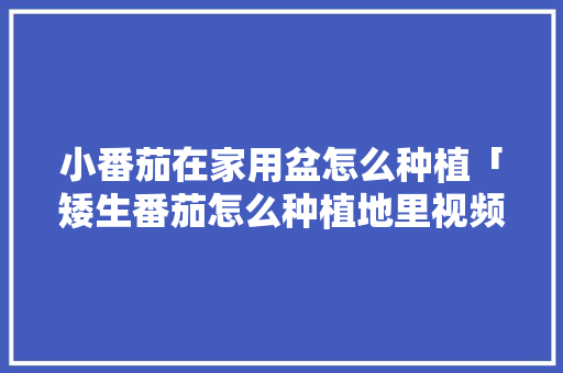 小番茄在家用盆怎么种植「矮生番茄怎么种植地里视频」