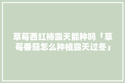 草莓西红柿露天能种吗「草莓番茄怎么种植露天过冬」 草莓西红柿露天能种吗「草莓番茄怎么种植露天过冬」 植物种类