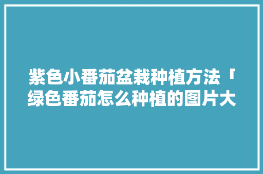 紫色小番茄盆栽种植方法「绿色番茄怎么种植的图片大全」 紫色小番茄盆栽种植方法「绿色番茄怎么种植的图片大全」 番茄种植技巧