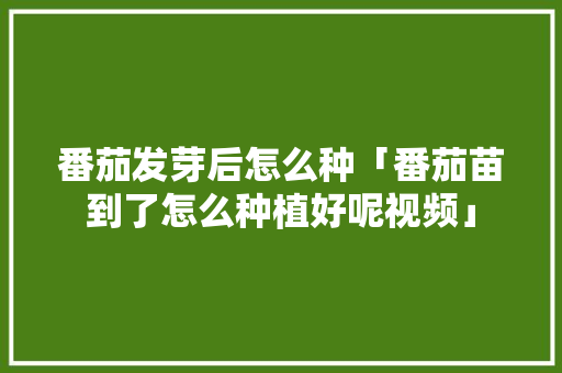 番茄发芽后怎么种「番茄苗到了怎么种植好呢视频」 番茄发芽后怎么种「番茄苗到了怎么种植好呢视频」 番茄种植技巧