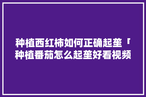 种植西红柿如何正确起垄「种植番茄怎么起垄好看视频」 种植西红柿如何正确起垄「种植番茄怎么起垄好看视频」 种植技巧