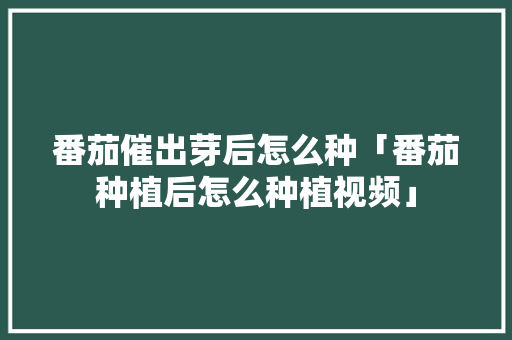 番茄催出芽后怎么种「番茄种植后怎么种植视频」 番茄催出芽后怎么种「番茄种植后怎么种植视频」 土壤施肥