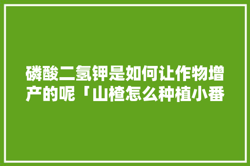 磷酸二氢钾是如何让作物增产的呢「山楂怎么种植小番茄视频教程」 磷酸二氢钾是如何让作物增产的呢「山楂怎么种植小番茄视频教程」 花朵知识
