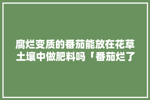 腐烂变质的番茄能放在花草土壤中做肥料吗「番茄烂了怎么种植视频」