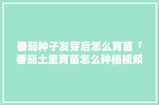 番茄种子发芽后怎么育苗「番茄土里育苗怎么种植视频」 番茄种子发芽后怎么育苗「番茄土里育苗怎么种植视频」 土壤施肥