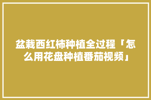 盆栽西红柿种植全过程「怎么用花盘种植番茄视频」 盆栽西红柿种植全过程「怎么用花盘种植番茄视频」 土壤施肥