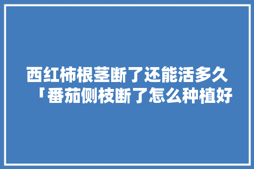 西红柿根茎断了还能活多久「番茄侧枝断了怎么种植好呢」 西红柿根茎断了还能活多久「番茄侧枝断了怎么种植好呢」 番茄病虫害防治