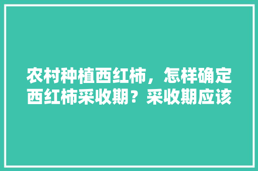 农村种植西红柿，怎样确定西红柿采收期？采收期应该掌握哪些技术「番茄苗室内怎么种植视频教程」 农村种植西红柿，怎样确定西红柿采收期？采收期应该掌握哪些技术「番茄苗室内怎么种植视频教程」 土壤施肥