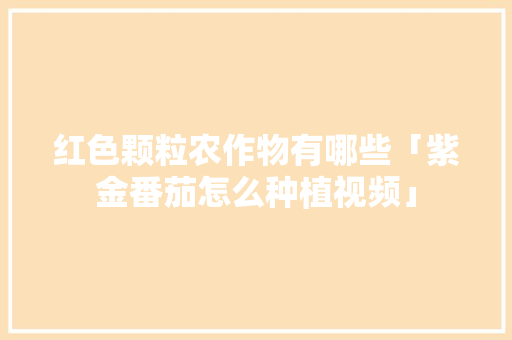红色颗粒农作物有哪些「紫金番茄怎么种植视频」 红色颗粒农作物有哪些「紫金番茄怎么种植视频」 种植技巧