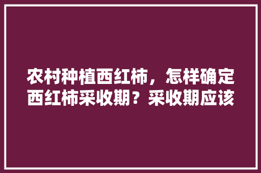 农村种植西红柿，怎样确定西红柿采收期？采收期应该掌握哪些技术「番茄大棚里怎么种植视频教程」 农村种植西红柿，怎样确定西红柿采收期？采收期应该掌握哪些技术「番茄大棚里怎么种植视频教程」 番茄病虫害防治