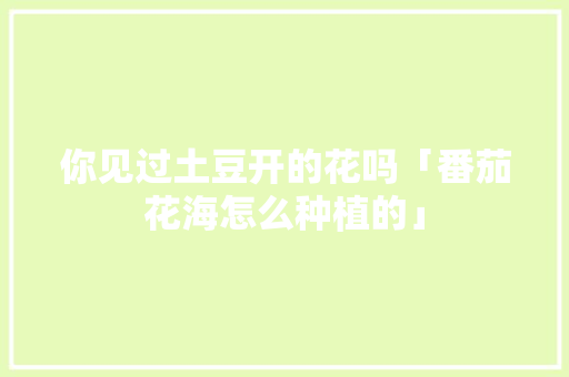 你见过土豆开的花吗「番茄花海怎么种植的」