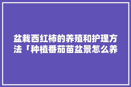盆栽西红柿的养殖和护理方法「种植番茄苗盆景怎么养护」 盆栽西红柿的养殖和护理方法「种植番茄苗盆景怎么养护」 农业常识
