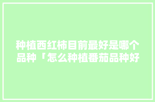 种植西红柿目前最好是哪个品种「怎么种植番茄品种好呢」 种植西红柿目前最好是哪个品种「怎么种植番茄品种好呢」 番茄种植技巧