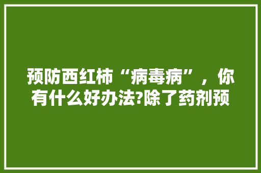 预防西红柿“病毒病”，你有什么好办法?除了药剂预防之外，还有什么其它的办法吗「黄顶番茄种子怎么种植视频」 预防西红柿“病毒病”，你有什么好办法?除了药剂预防之外，还有什么其它的办法吗「黄顶番茄种子怎么种植视频」 土壤施肥