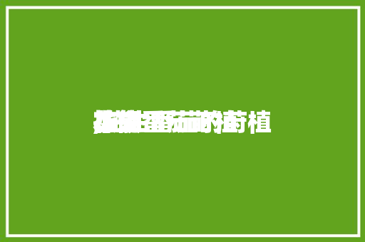 花生番茄莳植本领,花生番茄的莳植技能。