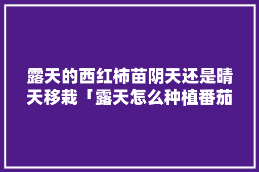 露天的西红柿苗阴天还是晴天移栽「露天怎么种植番茄种子」 露天的西红柿苗阴天还是晴天移栽「露天怎么种植番茄种子」 农业常识