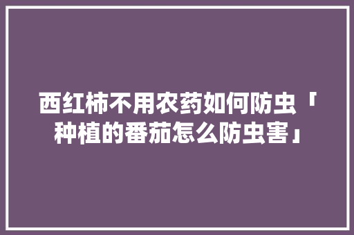 西红柿不用农药如何防虫「种植的番茄怎么防虫害」 西红柿不用农药如何防虫「种植的番茄怎么防虫害」 种植技巧